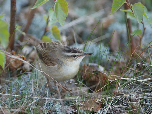 Ruokokerttunen, Sedge Warbler, Acrocephalus schoenobaenus